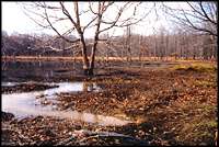 wildlife ponds