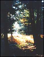 hemlock wetlands