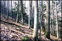 mature oak and northern hardwoods forestland