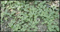 maple seedling regeneration