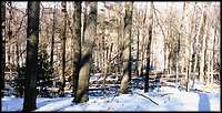 storm damage in a forest