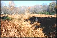 herbaceous wetlands