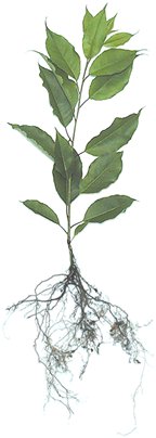 black cherry seedlings